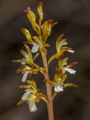 Corallorhiza maculata var. maculata forma immaculata (Unspotted Spotted Coralroot orchid)