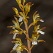 Corallorhiza maculata var. maculata forma immaculata (Unspotted Spotted Coralroot orchid)