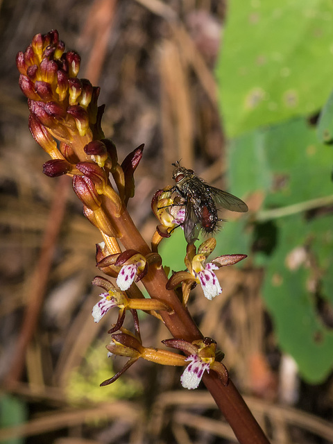 Corallorhiza maculata var. maculata (Spotted Coralroot orchid)