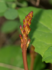 Corallorhiza maculata var. maculata (Spotted Coralroot orchid)