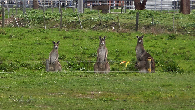 roos in Foster