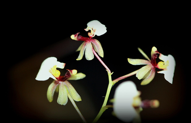 Ornithophora radicans