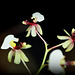 Ornithophora radicans