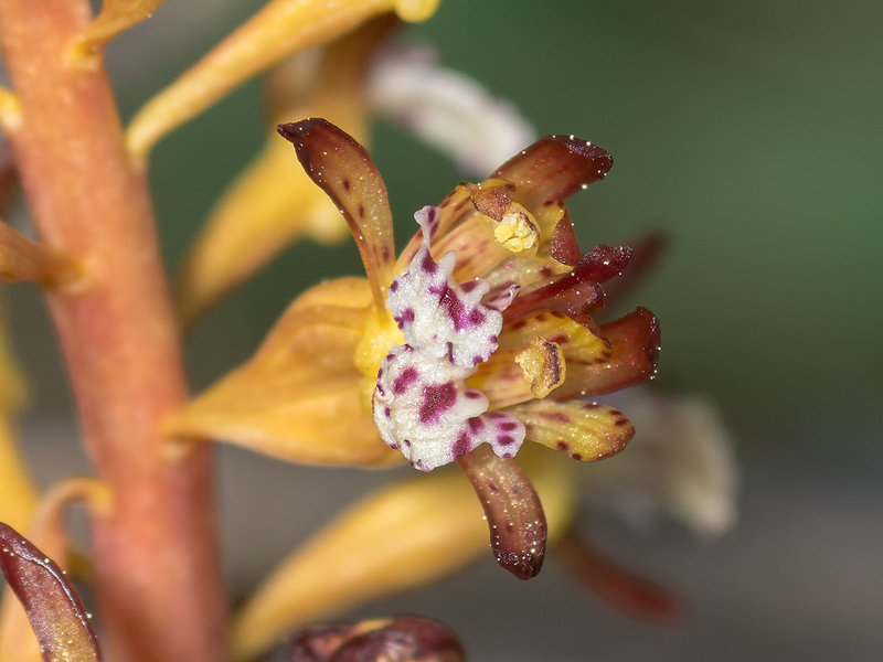 Corallorhiza maculata var. maculata (Spotted Coralroot orchid)