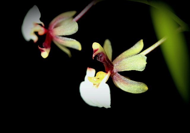 Ornithophora radicans