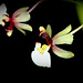Ornithophora radicans