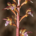 Corallorhiza maculata var. maculata (Spotted Coralroot orchid)