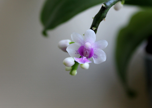 Phalaenopsis deliciosa ssp deliciosa