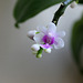 Phalaenopsis deliciosa ssp deliciosa