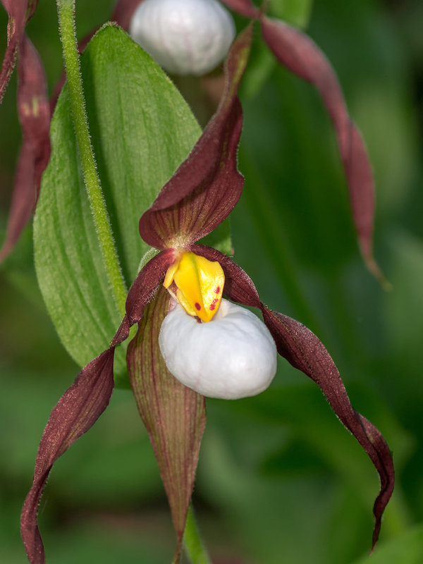 Cypripedium montanum (Mountain Lady's-slipper orchid)