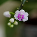 Phalaenopsis deliciosa ssp deliciosa