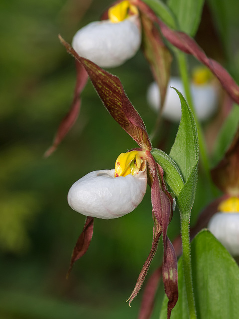 Cypripedium montanum (Mountain Lady's-slipper orchid)