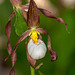 Cypripedium montanum (Mountain Lady's-slipper orchid)