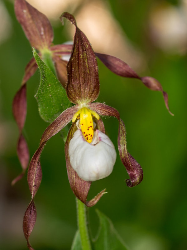 Cypripedium montanum (Mountain Lady's-slipper orchid)