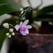 Phalaenopsis deliciosa