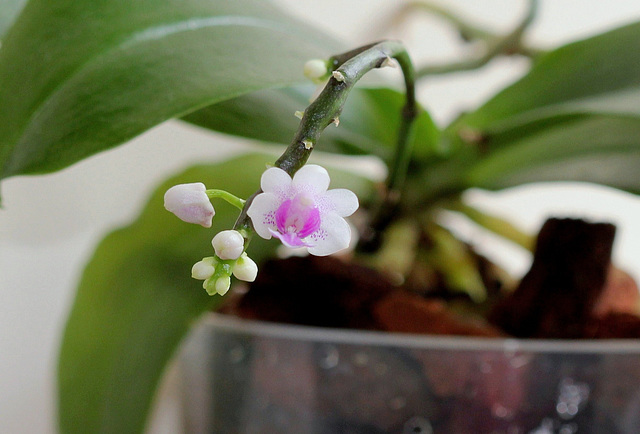 Phalaenopsis deliciosa ssp deliciosa