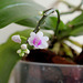 Phalaenopsis deliciosa ssp deliciosa