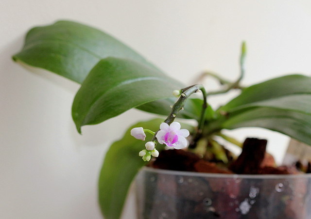 Phalaenopsis deliciosa ssp deliciosa