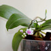 Phalaenopsis deliciosa ssp deliciosa