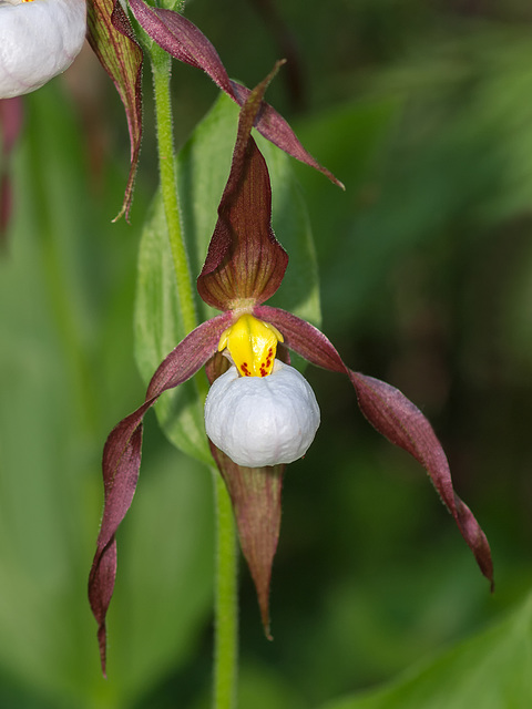 Cypripedium montanum (Mountain Lady's-slipper orchid)