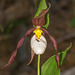 Cypripedium montanum (Mountain Lady's-slipper orchid)