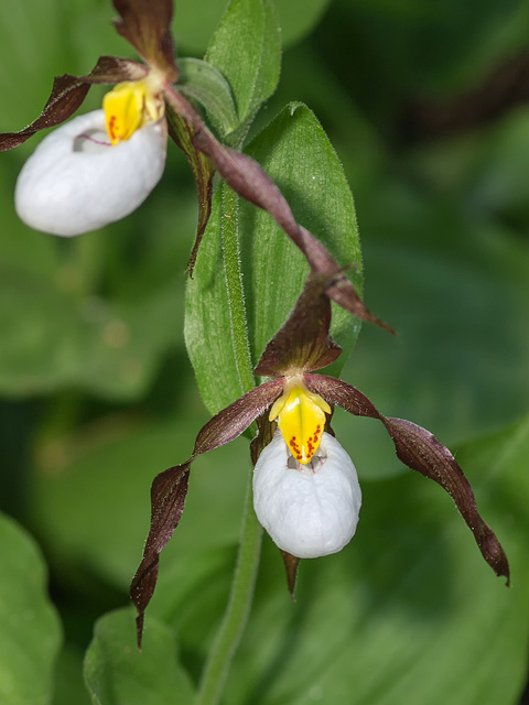 Cypripedium montanum (Mountain Lady's-slipper orchid)