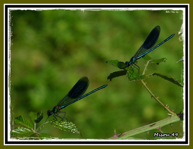 Libellules en duo .