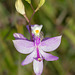 Calopogon tuberosus (Common Grass-pink orchid)