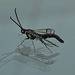 clear-wing moth on glass