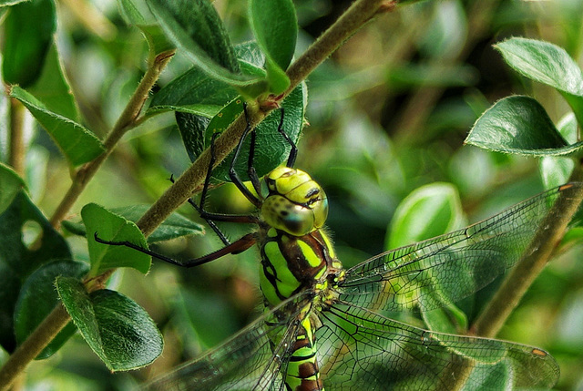 Southern Hawker