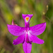 Calopogon tuberosus (Common Grass-pink orchid)