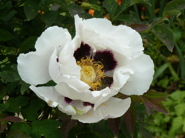 Tree Peony