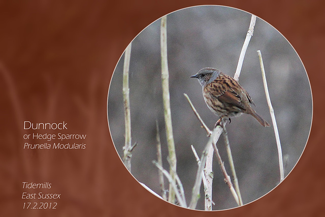 Dunnock - Tidemills - 17.2. 2012