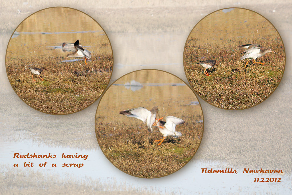 Redshanks at Mill Creek, Newhaven, East Sussex on 11.2.2012