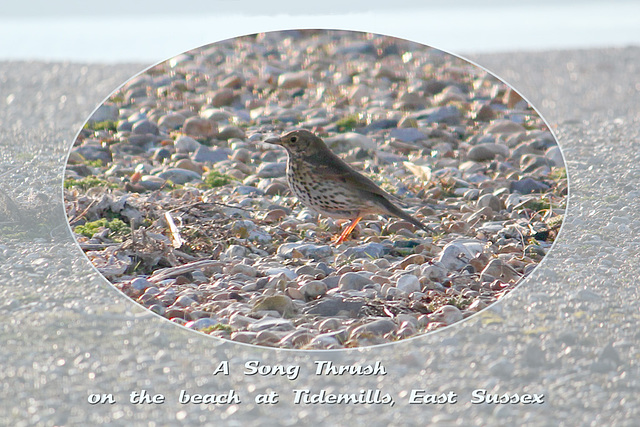 Song Thrush Tidemills Beach 11 2 2012