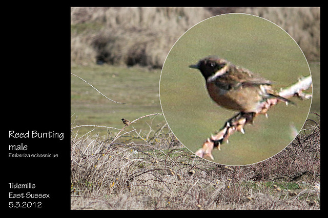 Reed Bunting Tidemills 5.3.2012 nvg