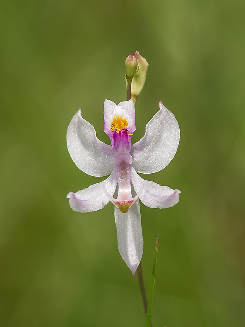 Calopogon pallidus (Pale Grass-pink orchid)