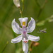 Calopogon pallidus (Pale Grass-pink orchid) with curious visitor