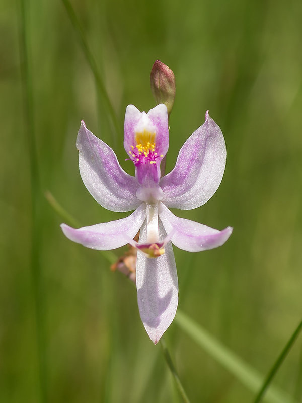 Calopogon pallidus (Pale Grass-pink orchid)