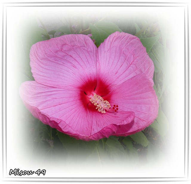 HIBISCUS