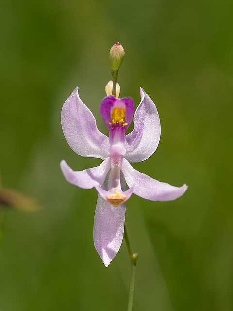 Calopogon pallidus (Pale Grass-pink orchid)