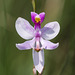 Calopogon pallidus (Pale Grass-pink orchid)