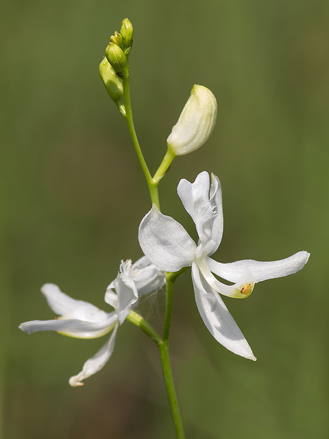 Calopogon pallidus (Pale Grass-pink orchid) -- rare pure white form