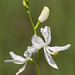 Calopogon pallidus (Pale Grass-pink orchid) -- rare pure white form