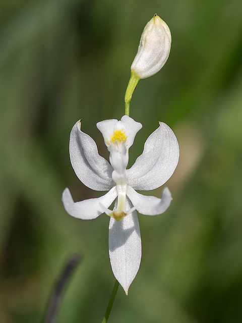 Calopogon pallidus (Pale Grass-pink orchid)