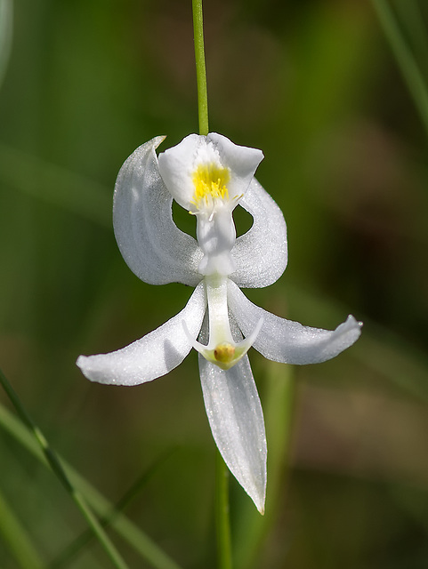 Calopogon pallidus (Pale Grass-pink orchid)