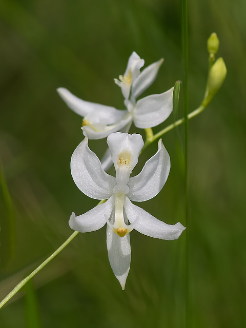 Calopogon pallidus (Pale Grass-pink orchid)