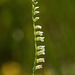 Spiranthes eatonii (Eaton's Ladies'-tresses orchid)