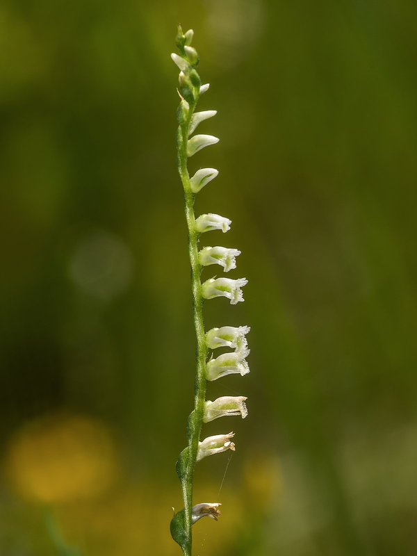 Spiranthes eatonii (Eaton's Ladies'-tresses orchid)