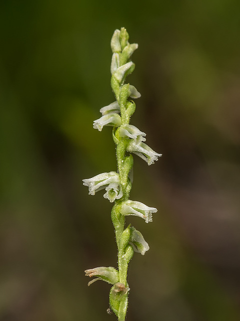 Spiranthes eatonii (Eaton's Ladies'-tresses orchid)